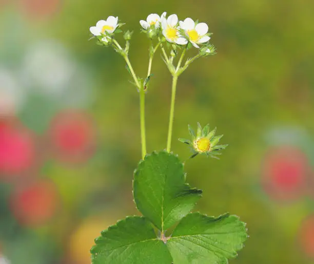 Garden strawberry blooming plant in spring