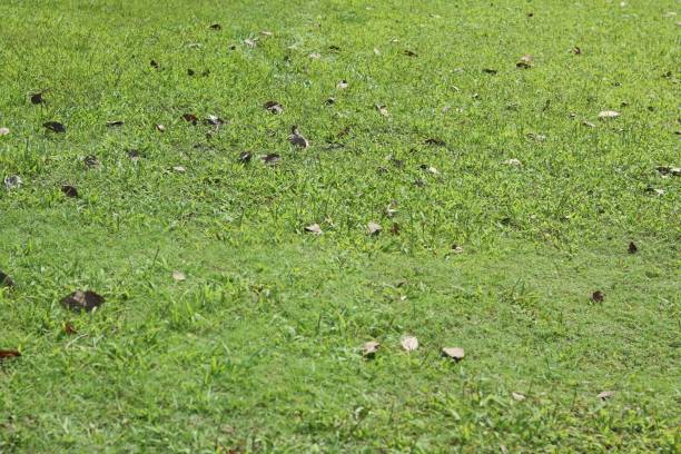 Lush green grass meadow background
