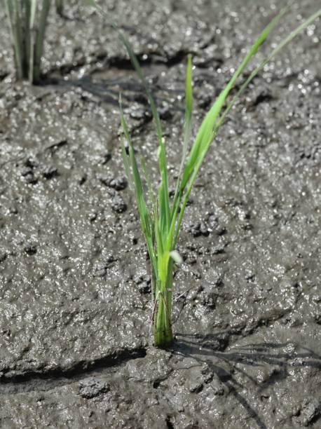 natural green grass or rice plants
