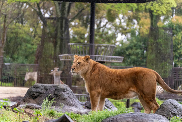 istock lion in the rain 1889043124