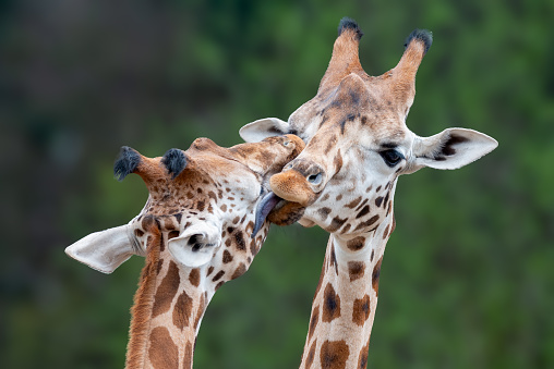 A close-up shot of two giraffes licking each other in a loving embrace