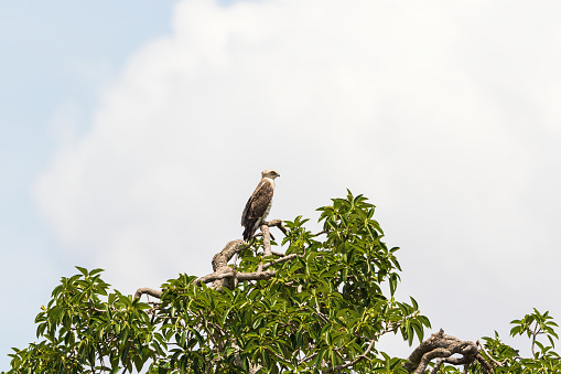 Short-toed snake eagle sitting in a green tree