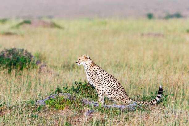 istock Cheetah sitting in the savanna and scouts 1889058541