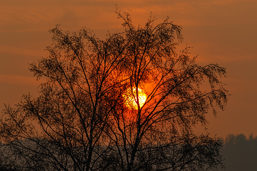 Sunrise with the sun shining through tree branches