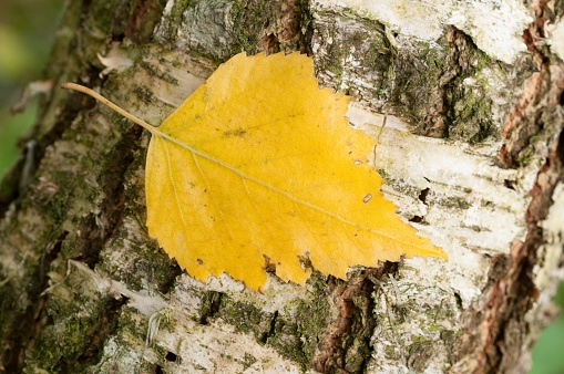 An old birch tree with a vibrant yellow leaf on the rugged bark in Germany