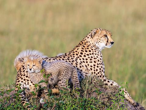 Cheetah cubs with their mother resting in the grass