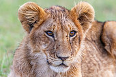 Portrait of a curious lion cub