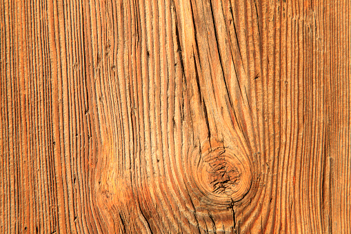 Woodiness grain, closeup of photo