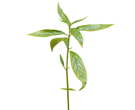 Andrographis paniculata, creat or green chiretta, is used in Siddha and Ayurvedic medicine