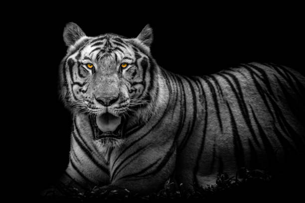 istock A Bengal tiger at the Vinpearl Safari park 1889105143