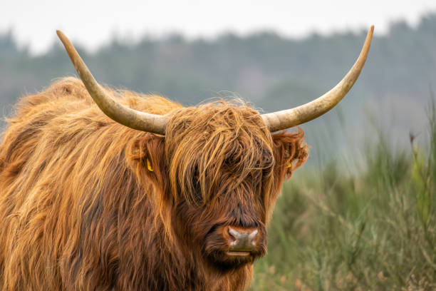 istock Scottish highlander cow at the heath of Westerheide 1889107717