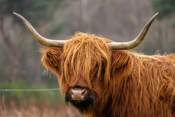 istock Scottish highlander cow at the heath of Westerheide 1889107722