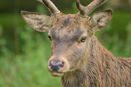 Portrait of a stag in a park, cloudy day in autumn (Austria)