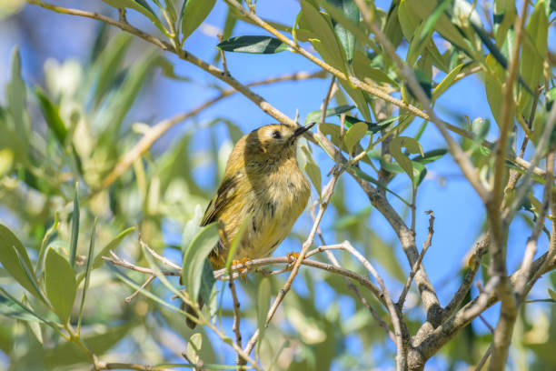 A small Goldcrest sitting on a bush A small Goldcrest sitting on a bush, sunny day in autumn in Cres (Croatia) regulidae stock pictures, royalty-free photos & images