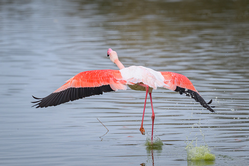 A Greater Flamingo running for take off, morning in springtime, Camargue (Provence, France)