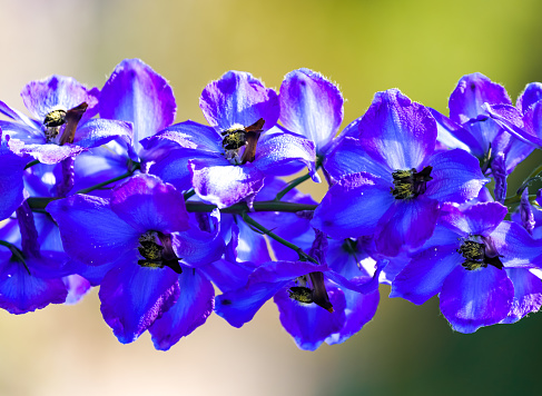 Blue flowers of delphinium. Flowering plant close-up. Delphinium.
