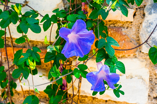 Blue morning glory flowers. Flowering plant close-up. Ipomoea.