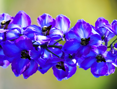 Blue flowers of delphinium. Flowering plant close-up. Delphinium.