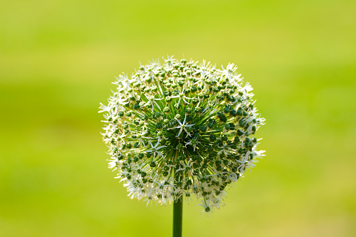 Onion blossom against a green background. Flowering plant close-up.