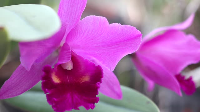 Purple cattleya orchid flower with wind in natural light, nature background