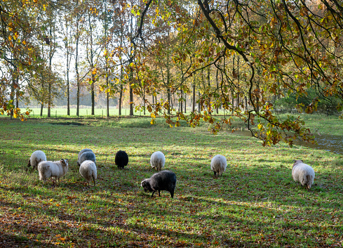 backlit small flock of sheep graze in meadow near  utrecht under autumnal oak trees in the netherlands
