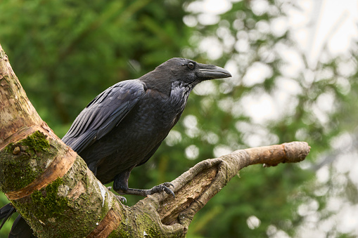 A black crow is perched atop a branch of a tree in a vibrant green forest, with lush foliage visible in the background
