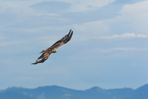 A red kite soaring through a clear blue sky, its wings spread wide.