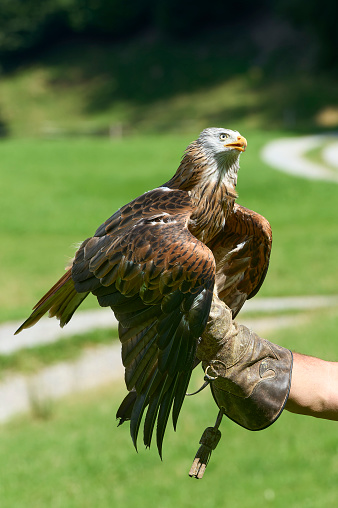 A person standing outdoors in a park, with one arm outstretched, cradling an eagle.