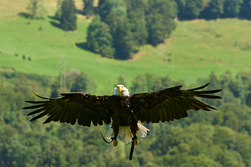 A majestic bald eagle in flight against a backdrop of lush evergreen trees.