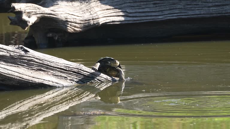 Mud Turtle