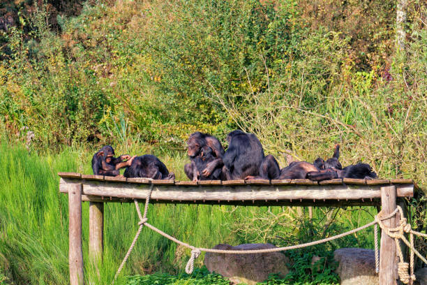 Smiling chimpanzee eating squash.