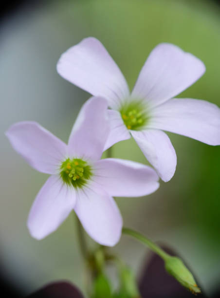 istock Closeup of Oxalis triangularis flower (Purple shamrock), selective focus. 1889182460