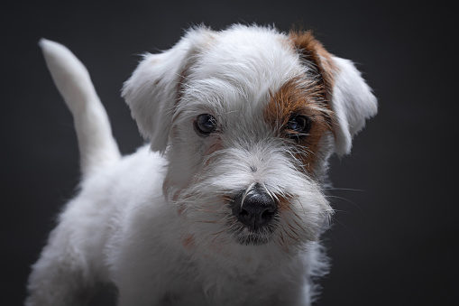 Jack russel terrier puppy