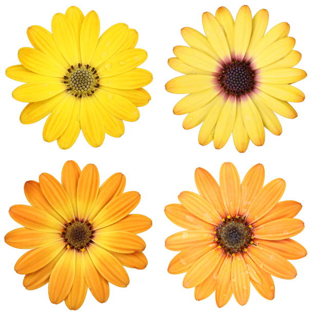 istock Four African Daisy Osteospermum Flowers in White Background 1889207468