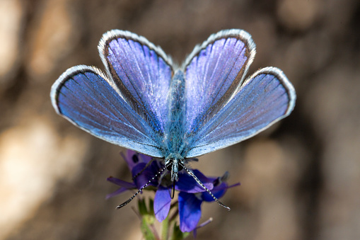 Male Adonis Blue Butterfly - Lysandra bellargus