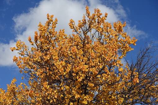 Cloudy sky and autumnal foliage of apricot tree in mid October