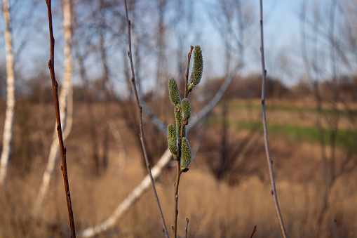 a branch of green willow buds