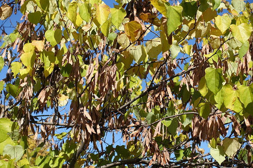 Numerous seed pods in the leafage of cercis canadensis against blue sky in October