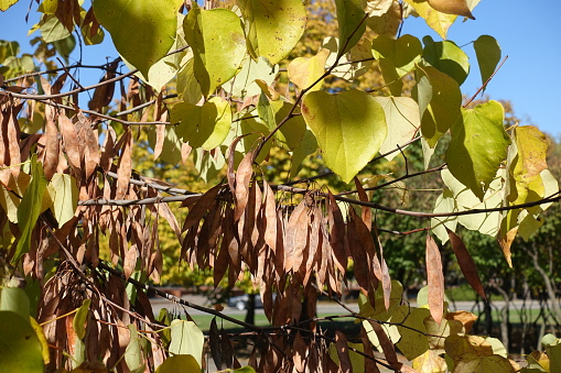 Seed pods and autumnal foliage of cercis canadensis in October