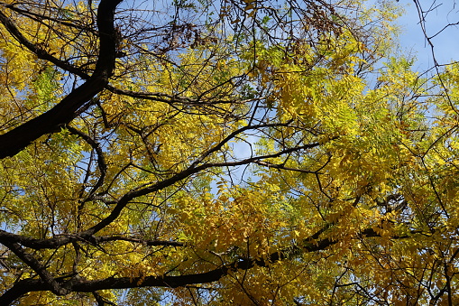 Black branches and autumnal foliage of Sophora japonica in October