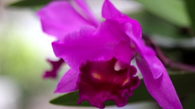 Purple cattleya orchid flower with wind in natural light, nature background