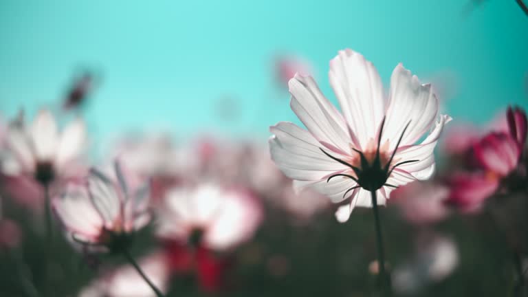 Colorful sulfur cosmos flowers bloom in the garden.