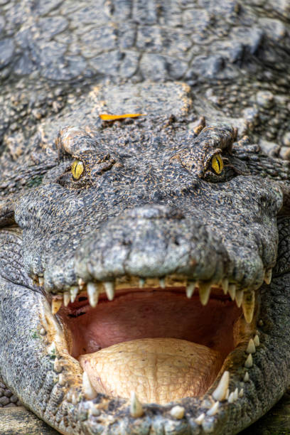 istock An angry looking crocodile at the Saigon zoo 1889230375