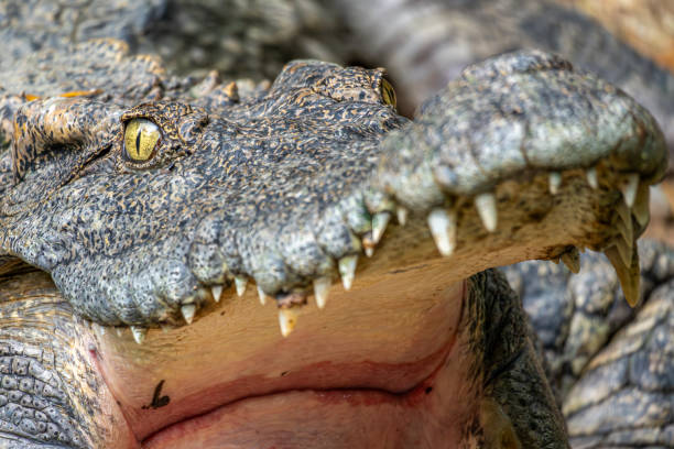 istock An angry looking crocodile at the Saigon zoo 1889230397