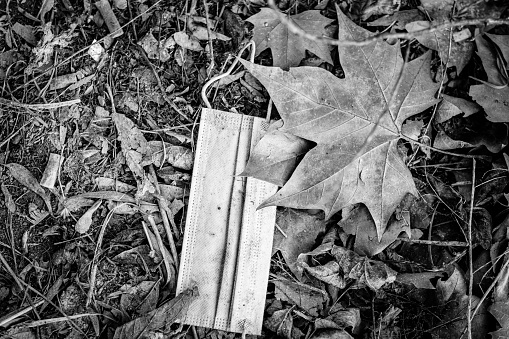 Black and white photo of a surgical mask abandoned among tree leaves, during the COVID-19 pandemic.
