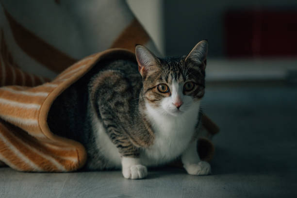 istock domestic cat pet at home 1889245334