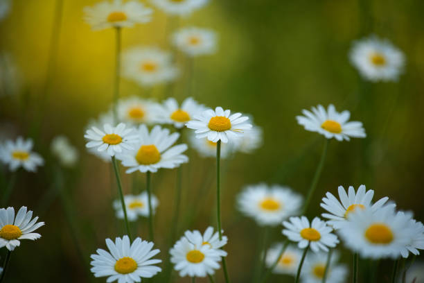 istock Lush flowering daisies in the meadow. 1889246371