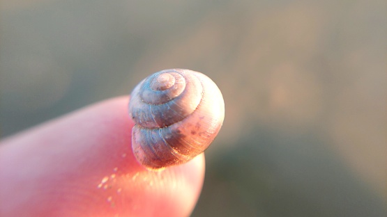 snail shell on finger macro closeup view
