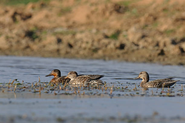 Sarcelle d'hiver - Eurasian Teal (Anas crecca). 15 october 2023, Basse Yutz, Yutz, Thionville Portes de France, Moselle, Lorraine, Grand Est, France. It's fall. At the edge of a pond, on the surface of the water, three Eurasian Teal swim on the surface. The birds have an intermediate plumage, between the summer plumage, and the future breeding plumage which they will display during the winter. There must be two females and one male. grey teal duck stock pictures, royalty-free photos & images