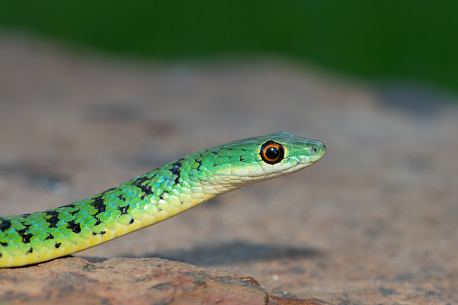 Closeup of a beautiful green Spotted bush snake (Philothamnus semivariegatus) in the wild